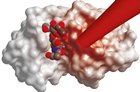 a three-dimensional model of the protein lysozyme binding a small molecule and being investigated by lasers
