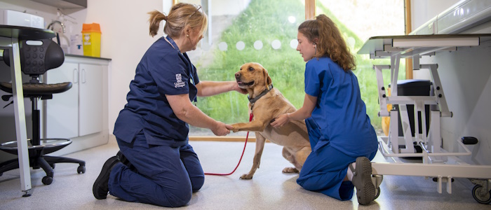 Veterinary Medicine students with a dog