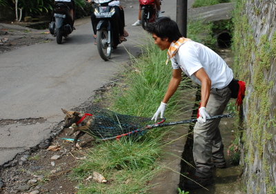 Volunteer releasing vaccinated dog from net