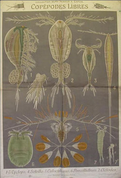 Remy Perrier and Cepede zoology teaching chart, Copepodes Libres
