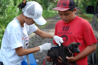 BAWA volunteer innoculates puppy in Bali