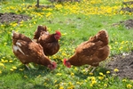 Image of two free range hens