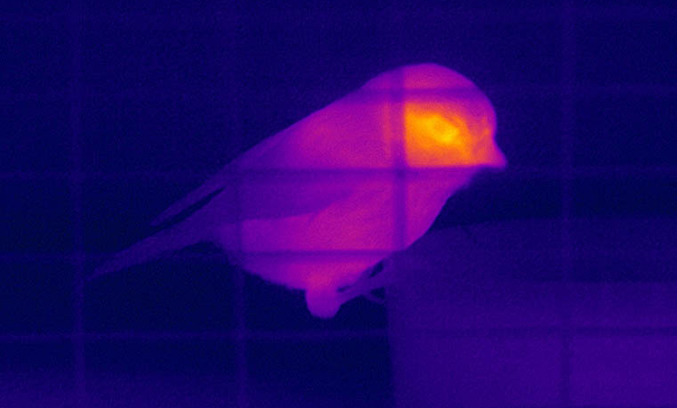 Blue tit thermal image