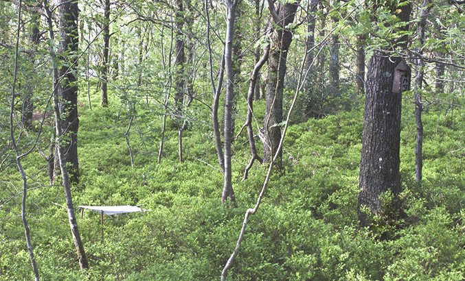 Woodland habitat