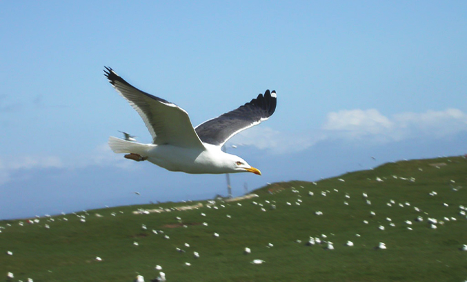 Gull for carousel