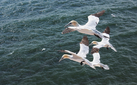 Northern gannets, copyright Jana Jeglinski