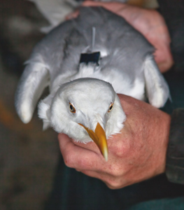 Herring gull with tag, copyright Nina O'Hanlon