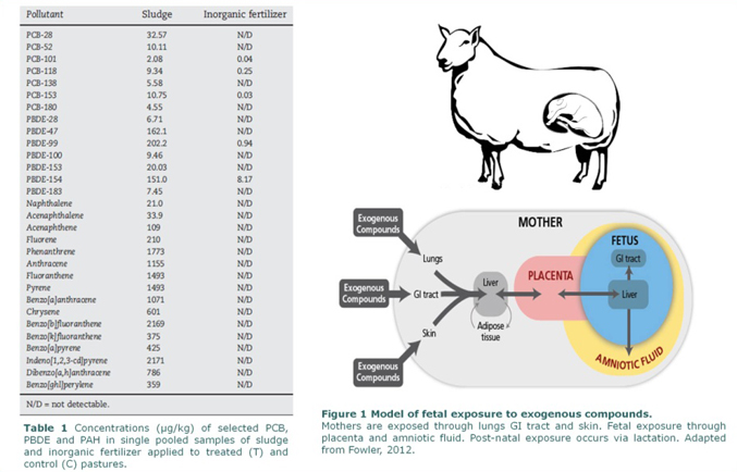 Fetal exposure to exogenous chemicals