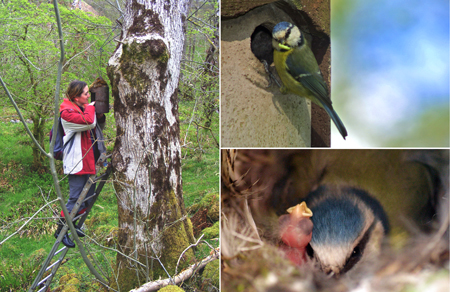 Nestboxes and blue tits