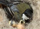 Great Tit nest