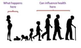 Prenatal programming life stages