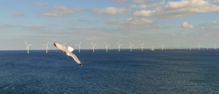 Gull and offshore wind turbines