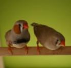 Zebra finch pair