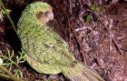 kakapo