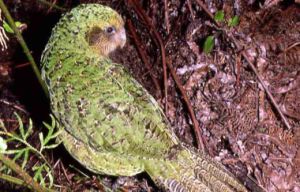 kakapo2