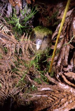 kakapo3