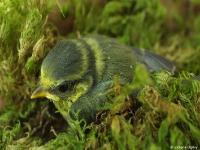 Blue-tit chick