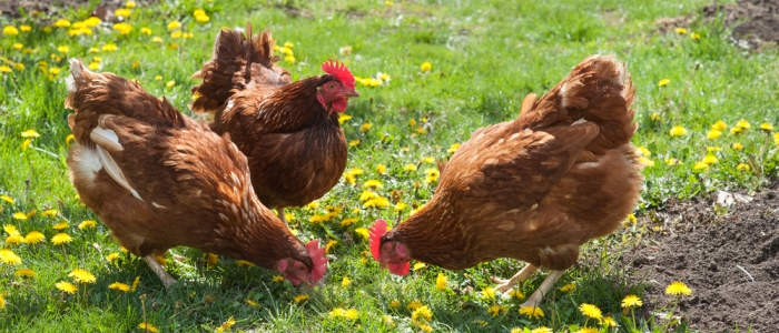 Image of free range chickens in a field