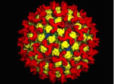 bluetongue virus