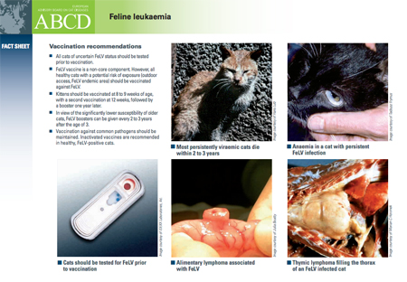 ABCD FeLV fact sheet