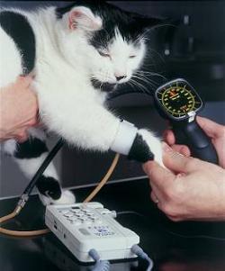 Cat treatment