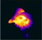Thermal Image Chickehead