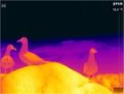 Thermal Image HG Maureen Ellis