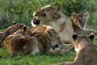 Photo of lions in Serengeti National Park, by Sian Brown.