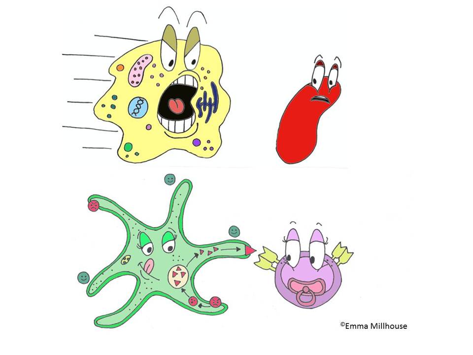 cartoon oral bacteria and immune cells