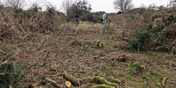 Volunteer project clearing gorse Feb 2015