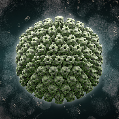 HSV-1 herpes simplex virus structure