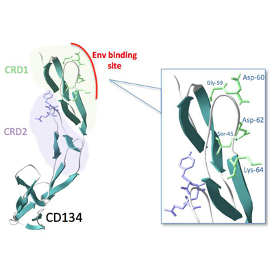 CD134 - the cellular receptor for FIV