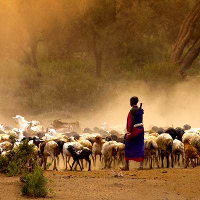 African goat pastoralist