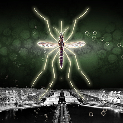 Dengue mosquito Aedes aegypti