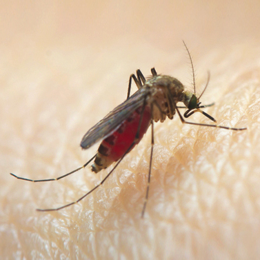 Anopheles mosquito