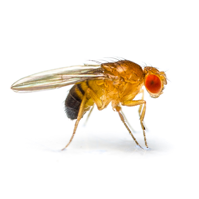 Drosophila image