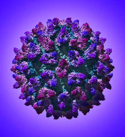 Atomic resolution structure of FCV by David Bhella