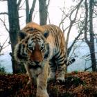 Amur Tiger. Image credit: WCS Tiger Programme