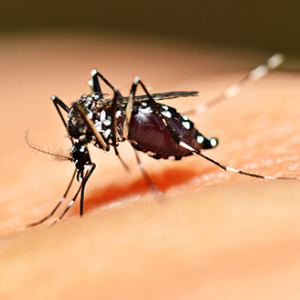 Aedes albopictus CHIKV