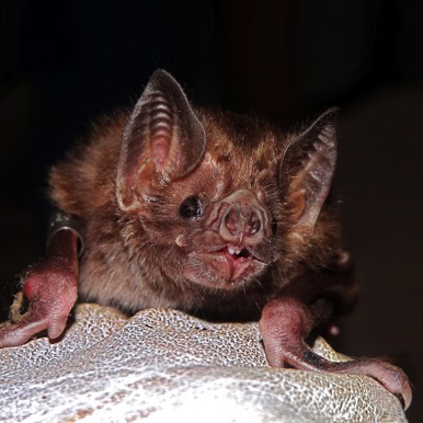Vampire bat. Credit: Daniel Streicker