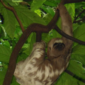 Pale throated three-toed sloth from Richard Elliott