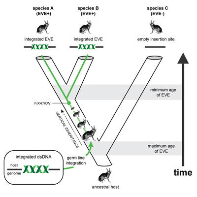 Integration and evolution of endogenous viral elements 