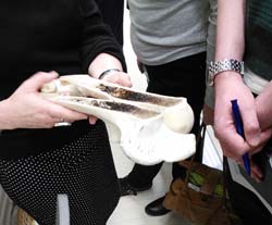 a photpgraph of two people (torso to knee) holding and examining a sample of bone. The bone has been cut in half lengthwise, revealing the cavity within. The two halves are held side by side