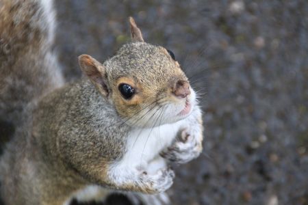 Grey squirrel. Photo courtesy of Aileen Adam, University of Glasgow