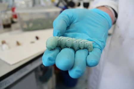 Manduca sexta (Tobacco Hornworm).