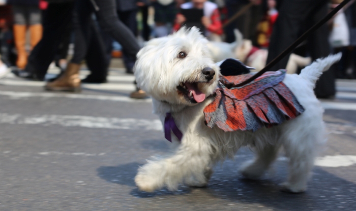 A scottie dog wearing tartan at New York Tartan Day 2015