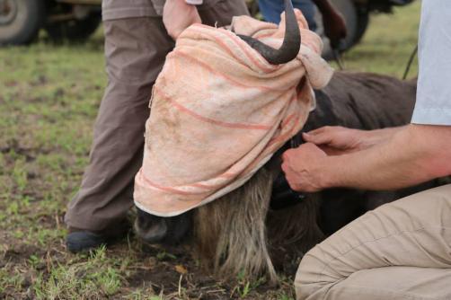 Dr Grant Hopcraft attaching radio collar to a wildebeest, Serengeti. Photo by Mary Ryan. April 2015.