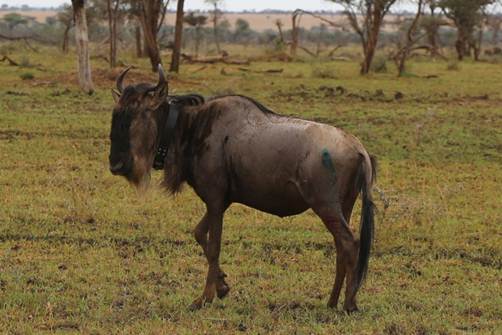 Serengeti. Photo by Mary Ryan, Apr 2015