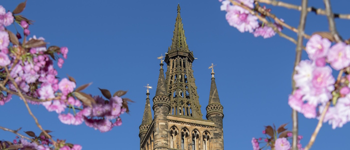 University of Glasgow main building tower with pink leaves