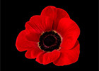 A poppy on a dark background 